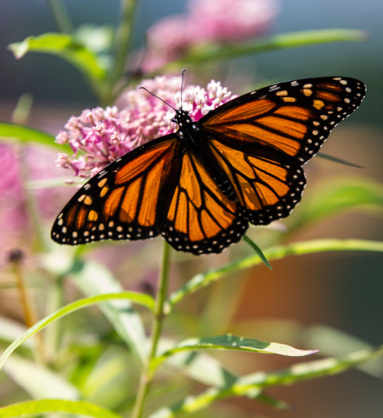 A monarch butterfly on a pink flowering plant.